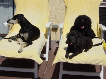 Mitraa, Hanka, Evi